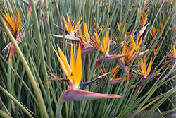 Strelitzias Strelitzias